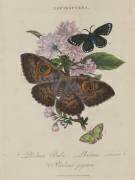 Album Donovan : Histoire naturelle de la Chine : les insectes (Edward Donovan) - Muzeo.com