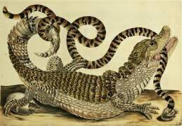 Alligator and Snake (Maria Sibylla Graff Merian) - Muzeo.com