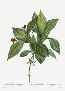 Alpine honeysuckle (Pierre Joseph Redouté) - Muzeo.com