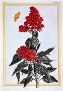 Amaranthus (Pierre-Joseph Buchoz) - Muzeo.com
