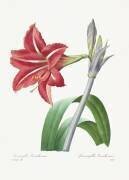 Amaryllis bresiliensis (Pierre Joseph Redouté) - Muzeo.com