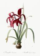 Amaryllis Formosissima (Pierre Joseph Redouté) - Muzeo.com
