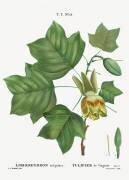 American tulip tree (Pierre Joseph Redouté) - Muzeo.com
