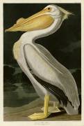 American white pelican (John James Audubon) - Muzeo.com