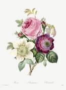 Anemone and cabbage rose (Pierre Joseph Redouté) - Muzeo.com