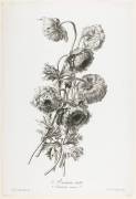 Anemone Double (Gérard van Spaendonck) - Muzeo.com
