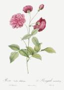 Animating China rose (Pierre Joseph Redouté) - Muzeo.com
