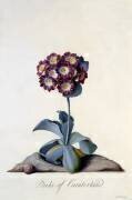 Auricula 