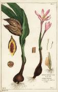 Autumn crocus (Dupin) - Muzeo.com