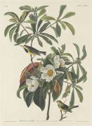 Bachman's Warbler (John James Audubon) - Muzeo.com