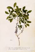 Bayberry or Myrtle (Georg Dionysius Ehret) - Muzeo.com