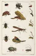 Beetles and other insects (anonymous) - Muzeo.com
