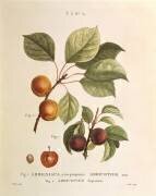 Black Apricot and Apricot varieties: Prunus armeniaca (Pierre Joseph Redouté) - Muzeo.com