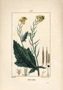 Black mustard or black seneve - Mustard (Pierre Jean Francois Turpin) - Muzeo.com