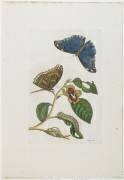 Blue Butterflies and Foliage (Maria Sibylla Graff Merian) - Muzeo.com