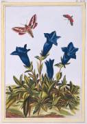 Blue Gentian (Pierre-Joseph Buchoz) - Muzeo.com