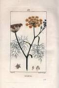 Botany: Fennel (Pierre Jean Francois Turpin) - Muzeo.com