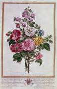 Bouquet of roses Lithography by Pierre Joseph Buchoz (Pierre-Joseph Buchoz) - Muzeo.com