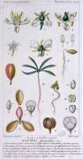 Bursera Gummifera (Pierre Jean Francois Turpin) - Muzeo.com