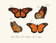 Butterflies (anonymous) - Muzeo.com