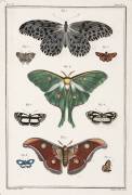 Butterflies (anonymous) - Muzeo.com