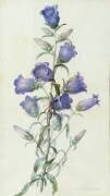 Campanula (Pierre Joseph Redouté) - Muzeo.com