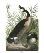 Canada Goose (John James Audubon) - Muzeo.com