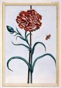 Carnation (Pierre-Joseph Buchoz) - Muzeo.com