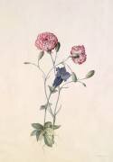 Carnation and Gentian (Georg Dionysius Ehret) - Muzeo.com