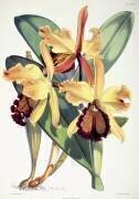 Cattleya Dowiana (Walter Hood Fitch) - Muzeo.com