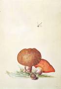 Cep Mushroom with Damsel Dragonfly (Georg Dionysius Ehret) - Muzeo.com