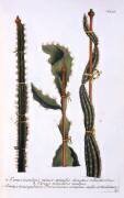 Cereus scandens minor (Georg Dionysius Ehret) - Muzeo.com
