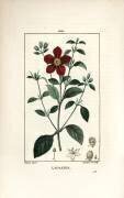 Cistus of Crete - Gum cistus (Pierre Jean Francois Turpin) - Muzeo.com