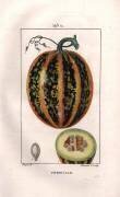 Citrouille (Pierre Jean Francois Turpin) - Muzeo.com