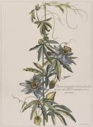 Clématite d'Amérique à cinq feuilles ou fleur de la Passion (Nicolas Robert) - Muzeo.com