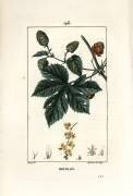 Climbing hops - Hops (Pierre Jean Francois Turpin) - Muzeo.com