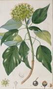 Climbing Ivy (Pierre Jean Francois Turpin) - Muzeo.com