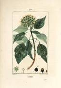 Climbing Ivy - Common ivy (Pierre Jean Francois Turpin) - Muzeo.com