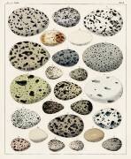 Collection of different eggs of different species of birds (Lorenz Oken) - Muzeo.com