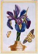 Common Iris with butterflies (Pierre-Joseph Buchoz) - Muzeo.com