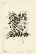 Common jasmine (Dupin) - Muzeo.com