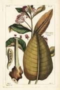 Common milkweed (Dupin) - Muzeo.com