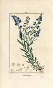 Common Milkwort - Milkwort (Pierre Jean Francois Turpin) - Muzeo.com