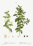 Common myrtle (Pierre Joseph Redouté) - Muzeo.com
