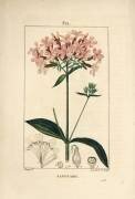 Common soapwort (Pierre Jean Francois Turpin) - Muzeo.com
