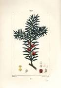 Common yew or yew a berries (Pierre Jean Francois Turpin) - Muzeo.com