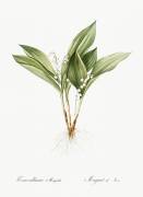 Convallaria majalis (Pierre Joseph Redouté) - Muzeo.com