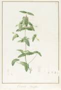 Correa Vieisiflora (Pierre Joseph Redouté) - Muzeo.com