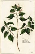Croton laccifer (Dupin) - Muzeo.com
