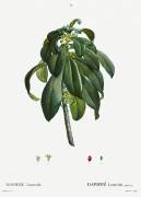 Daphne laureola (Pierre Joseph Redouté) - Muzeo.com